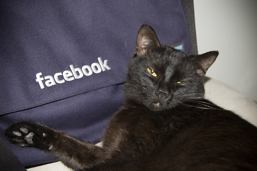 fbcat
