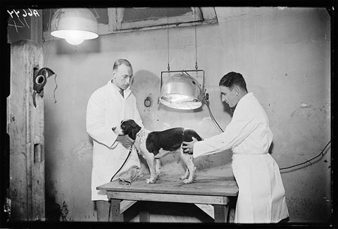 vet