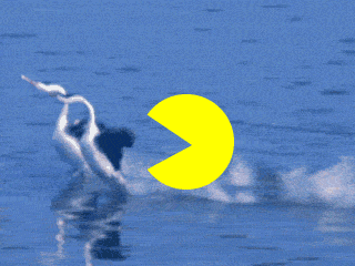 pacman.gif